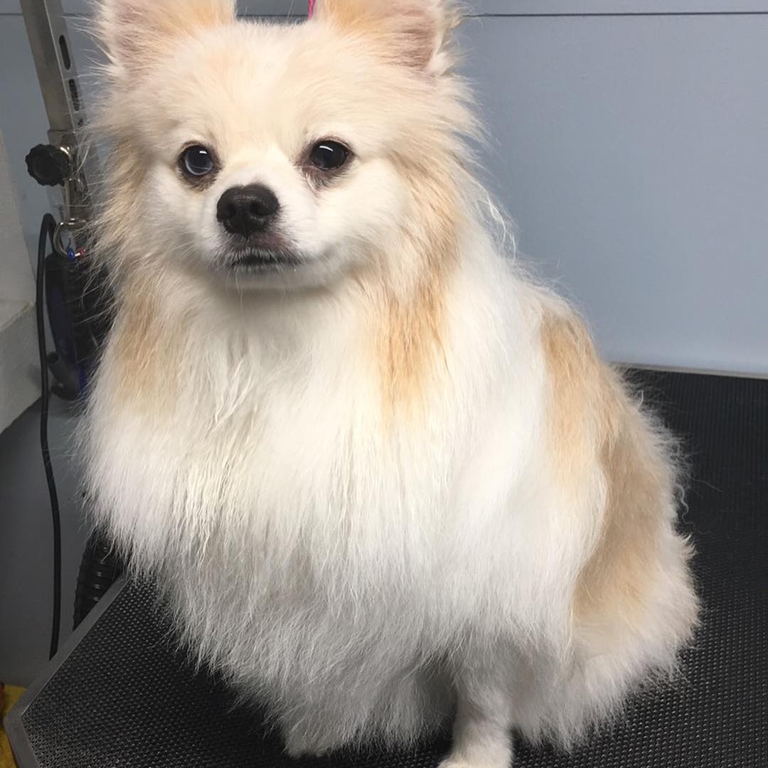 56952829_563996454122757_8914246373184958550_n