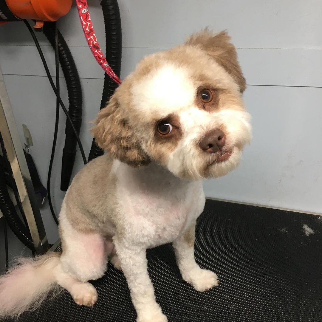 84356403_207545230392212_8166719827104455873_n