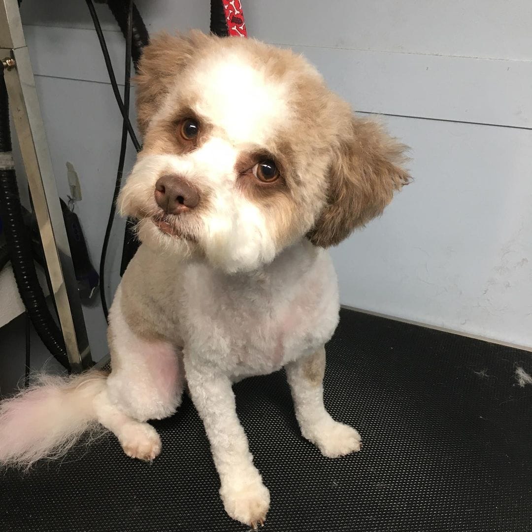 84982690_576909959836738_8746598432042697983_n